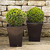 Buxus Box Ball Buxus Box Ball