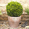 Buxus Box Ball Buxus Box Ball