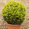 Buxus Box Ball Buxus Box Ball
