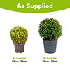Buxus Box Ball Buxus Box Ball