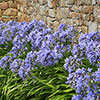 Perennial Agapanthus Blue African Lily Perennial Agapanthus Blue African Lily
