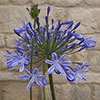 Perennial Agapanthus Blue African Lily Perennial Agapanthus Blue African Lily