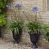 Perennial Agapanthus Blue African Lily Perennial Agapanthus Blue African Lily