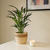 Areca Palm