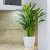 Areca Palm