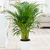 Areca Palm