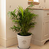 Areca Palm