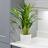 Areca Palm