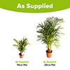 Areca Palm