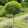Standard Bay Tree