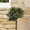 Standard Bay Tree
