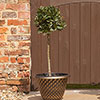 Standard Bay Tree
