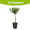 Standard Bay Tree