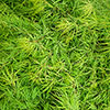 Acer palmatum Emerald Lace Acer palmatum Emerald Lace