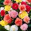 Begonia Begonia