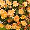 Begonia Apricot Fiery Shades Mix 