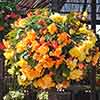 Begonia Apricot Fiery Shades Mix 
