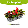 Compact Begonia Sahara Compact Begonia Sahara