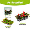 Compact Begonia Sahara Compact Begonia Sahara