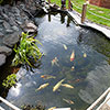 Blooming Fast Pond Clear Pro 2 Step Blooming Fast Pond Clear Pro 2 Step