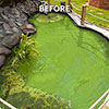 Blooming Fast Pond Clear Pro 2 Step Blooming Fast Pond Clear Pro 2 Step