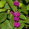 Callicarpa Profusion (Beautyberry) Callicarpa Profusion (Beautyberry)