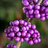 Callicarpa Profusion (Beautyberry) Callicarpa Profusion (Beautyberry)