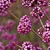 Callicarpa Profusion (Beautyberry) Callicarpa Profusion (Beautyberry)