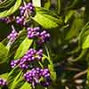 Callicarpa Profusion (Beautyberry) Callicarpa Profusion (Beautyberry)