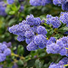 Hardy Ceanothus Standard Californian Lilac Tree