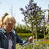 Hardy Ceanothus Standard Californian Lilac Tree