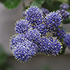 Hardy Ceanothus Standard Californian Lilac Tree