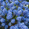 Hardy Ceanothus Standard Californian Lilac Tree