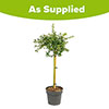 Hardy Ceanothus Standard Californian Lilac Tree