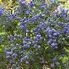 Ceanothus repens Californian Lilac