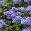 Ceanothus repens Californian Lilac