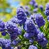 Ceanothus repens Californian Lilac