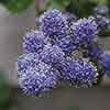 Ceanothus repens Californian Lilac
