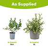 Ceanothus repens Californian Lilac Ceanothus repens Californian Lilac