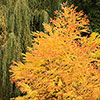 Toffee Apple Tree Katsura Toffee Apple Tree Katsura
