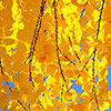 Toffee Apple Tree Katsura Toffee Apple Tree Katsura