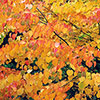 Toffee Apple Tree Katsura Toffee Apple Tree Katsura