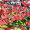 Toffee Apple Tree Katsura Toffee Apple Tree Katsura