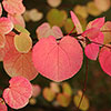 Toffee Apple Tree Katsura Toffee Apple Tree Katsura