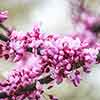 Cercis canadensis Cercis canadensis
