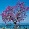 Cercis siliquastrum Cercis siliquastrum