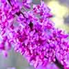 Cercis siliquastrum Cercis siliquastrum
