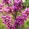 Cercis siliquastrum Cercis siliquastrum