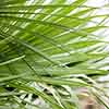 Hardy Fan Palm Hardy Fan Palm