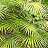 Hardy Fan Palm Hardy Fan Palm